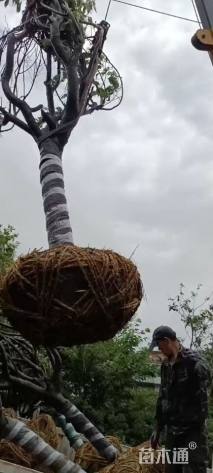 11公分日本晚樱