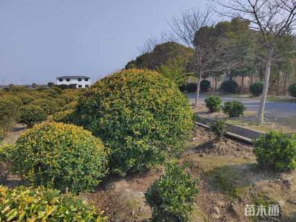 冠幅180厘米金禾女贞球