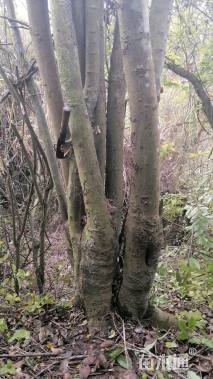 70公分多杆朴树