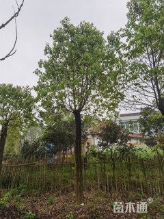 20公分香樟