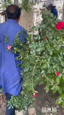 100厘米藤本月季