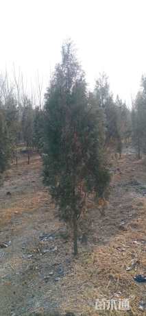 高度200厘米侧柏