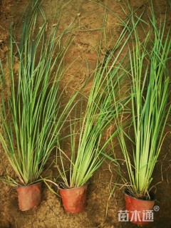 高度40厘米小兔子狼尾草