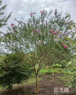 10公分四川红紫薇