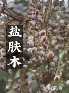 盐肤木种子