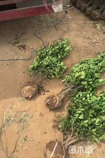 高度45厘米冬青小苗