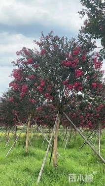 高度400厘米天鹅绒紫薇