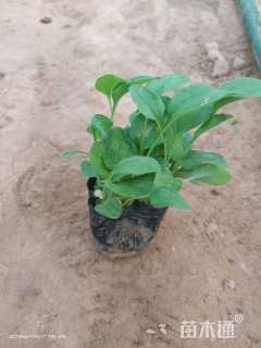 高度5厘米松果菊