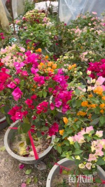 高度90厘米嫁接多色三角梅