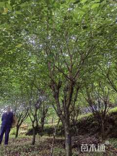 12公分染井吉野樱