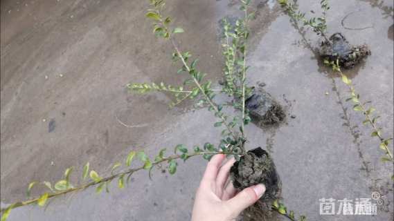 高度40厘米龟甲冬青