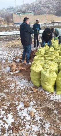 高度300厘米牡丹