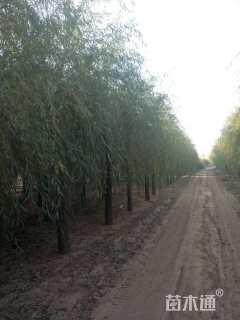 18公分嫁接垂柳