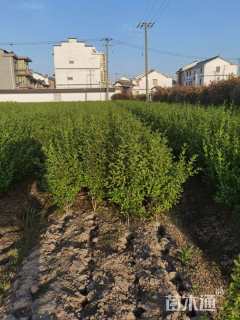 高度40厘米水腊