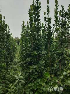 高度150厘米北海道黄杨