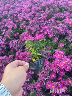 高度10厘米荷兰菊