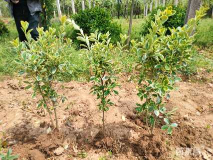 高度40厘米金边黄杨