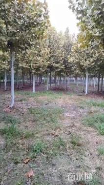 16公分速生法桐