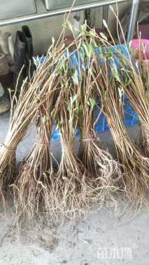 高度50厘米结香