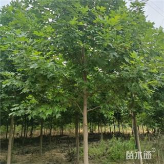 10公分鹅掌楸