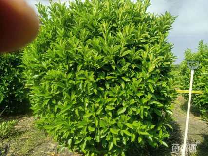 高度180厘米非洲茉莉