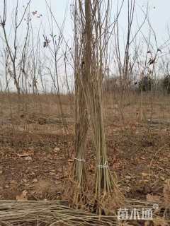 高度50厘米紫穗槐