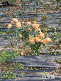 高度80厘米棒棒糖月季