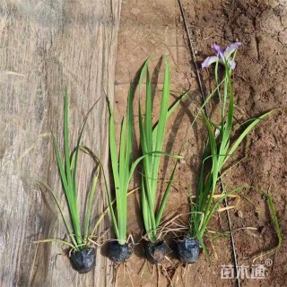 高度60厘米西伯利亚鸢尾