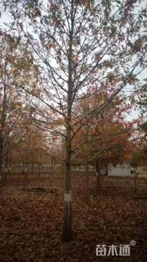 20公分美国红橡树