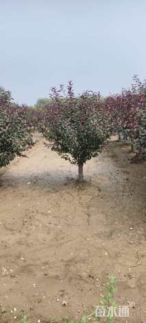 10公分红宝石海棠