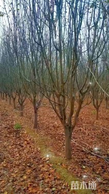 15公分西府海棠