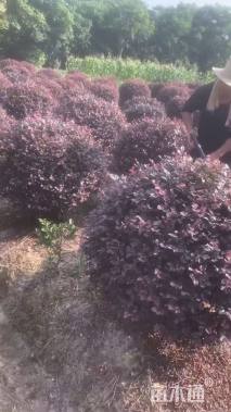 冠幅180厘米红花继木球