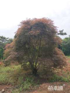 高度200厘米羽毛枫