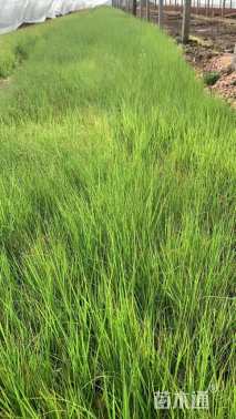 高度50厘米画眉草