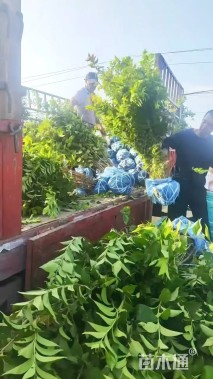 高度120厘米丛生金银木