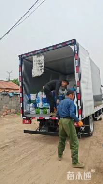 高度40厘米平枝栒子