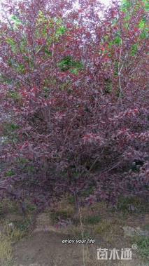 10公分红叶碧桃