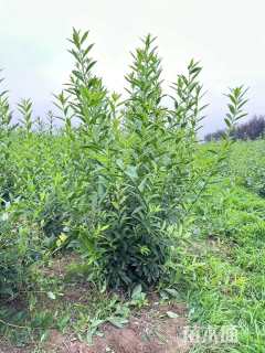 高度150厘米连翘