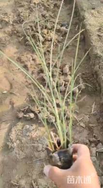 高度30厘米细叶芒