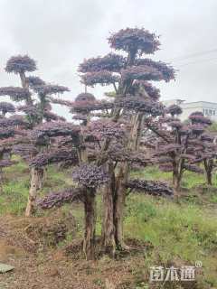 高度250厘米红花继木