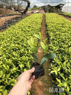 高度30厘米黄金榕