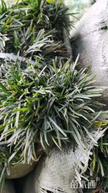 高度10厘米玉龙草