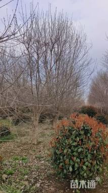 高度650厘米丛生三角枫