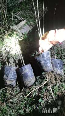 高度30厘米紫穗槐