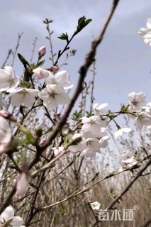 10公分樱花