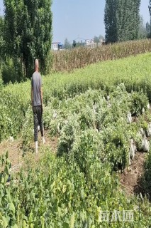 12公分美国红枫