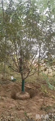 10公分绚丽海棠