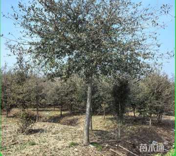 10公分弗吉尼亚栎