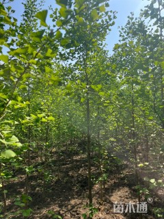 高度250厘米银杏小苗