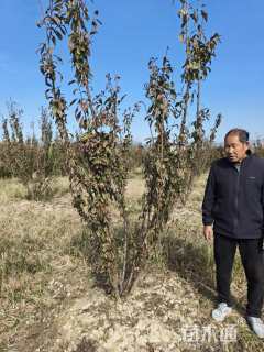 高度250厘米桃形李